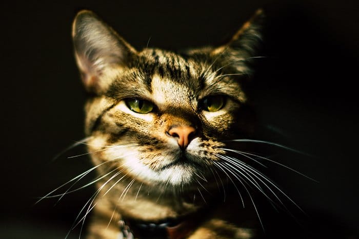 primer plano retrato de mascota de un gato marrón rayado con collar contra un fondo oscuro y sombrío