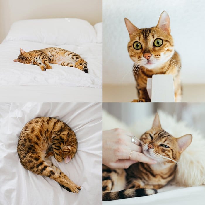 collage creativo de retratos de mascotas, cuatro fotografías de un gato marrón rayado en una cama blanca