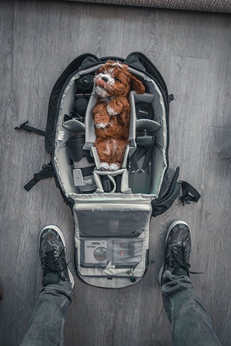 retrato creativo de una mascota de un pequeño perro marrón empacado en medio de una bolsa de cámara, tomado desde arriba