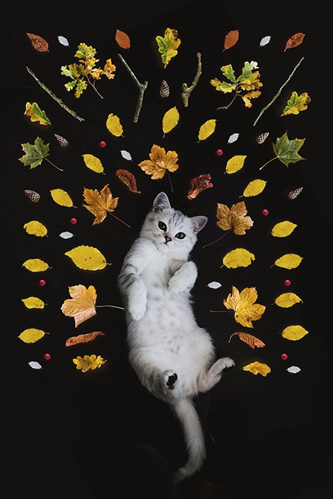 ejemplo del uso de Photoshop para retratos creativos de mascotas agregando imágenes de hojas que rodean a un gato blanco boca arriba