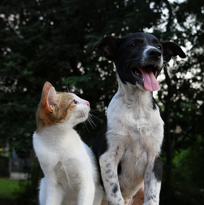 retrato creativo de mascotas de un gato marrón y blanco mirando a un perro blanco y negro