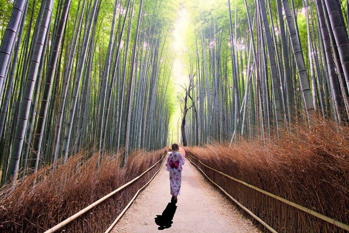 Una chica con traje tradicional japonés caminando por un bosque de bambú, proyectando una fuerte sombra