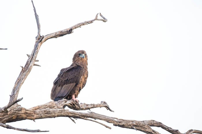 Foto en clave alta de un águila Bateleur posada en un árbol con el fondo borrado