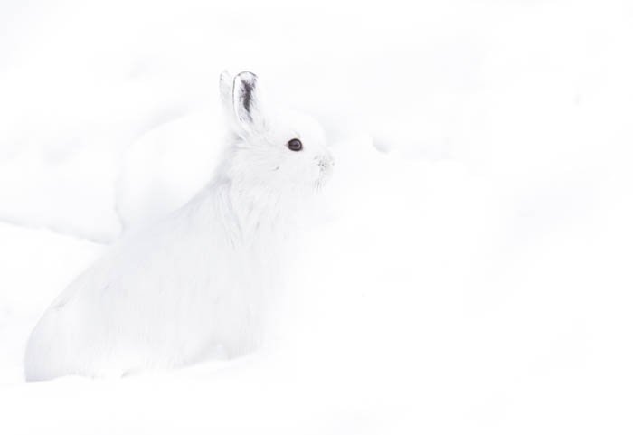 Fotografía de alta clave de una liebre Snowhoe blanca contra un fondo blanco brillante cubierto de nieve.  Fotografía en clave alta y baja