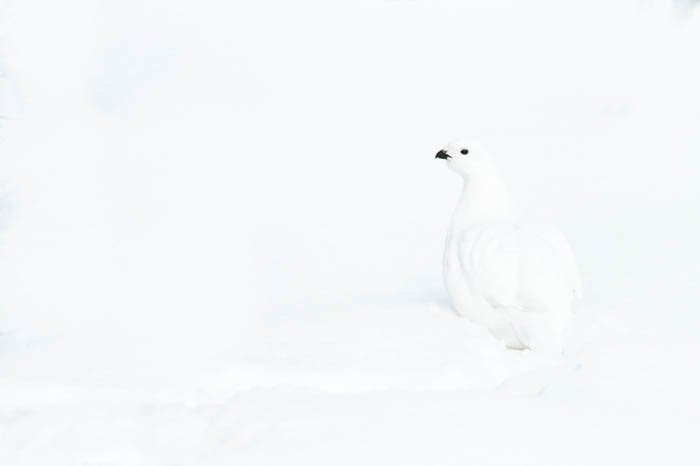 Foto de alta clave de una perdiz nival de sauce blanco en la nieve