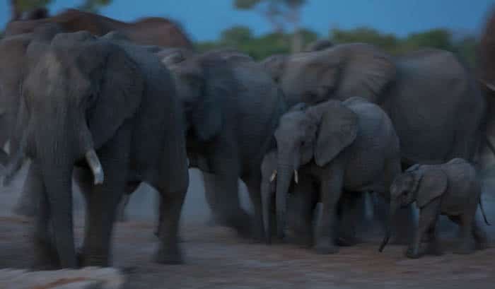 Foto borrosa de bajo perfil de una manada de elefantes moviéndose por el paisaje.  Fotografía en clave alta y baja
