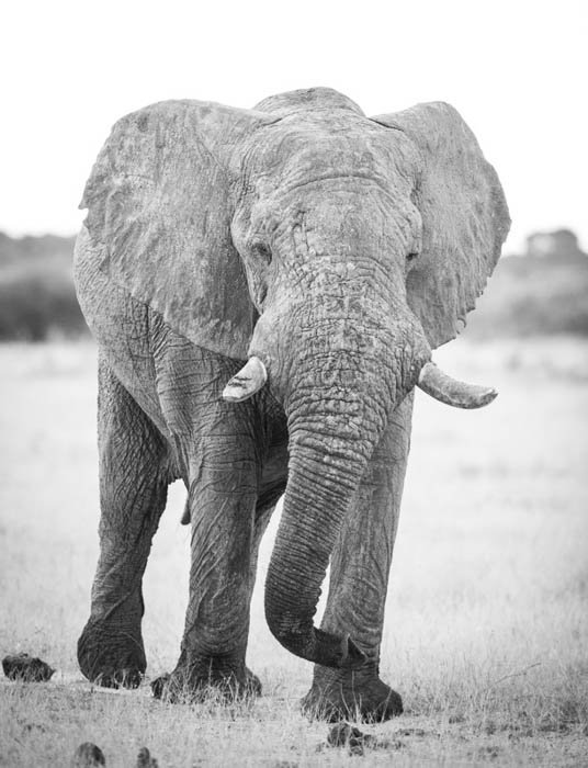 Retrato de vida silvestre en clave alta en blanco y negro de un elefante caminando hacia la cámara.  Fotografía en clave alta y baja