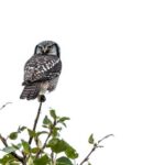 buen ejemplo de captura de 'clave alta' para la vida silvestre: foto de un búho posado en un árbol, perfectamente expuesto mientras el fondo está completamente en blanco