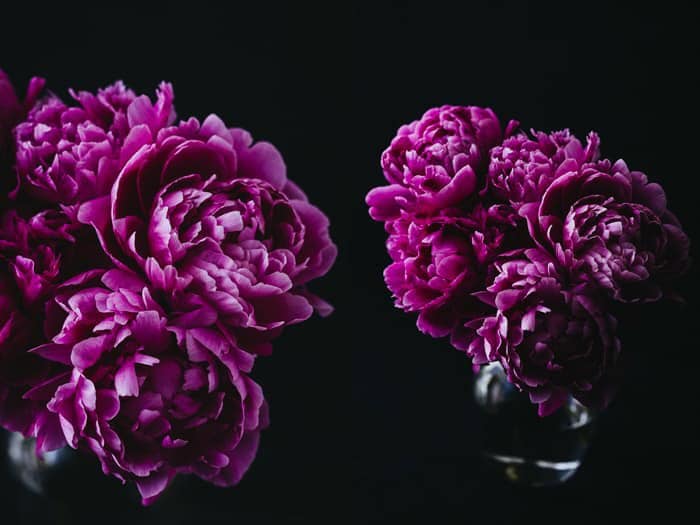 Impresiones fotográficas florales oscuras y malhumoradas para vender en línea