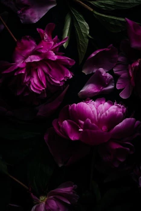 Foto oscura y malhumorada de flores moradas.