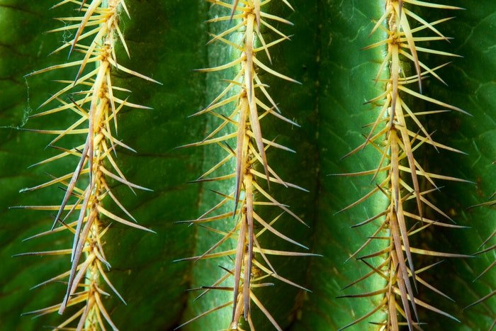 Una imagen nítida de un detalle de cactus