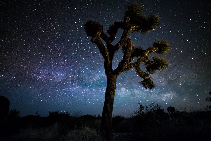 Un árbol en primer plano de un cielo estrellado