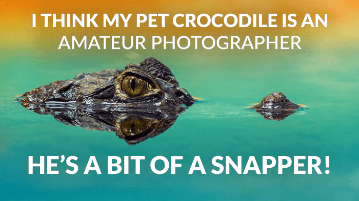 Broma de fotografía sobre una foto de un cocodrilo en un lago