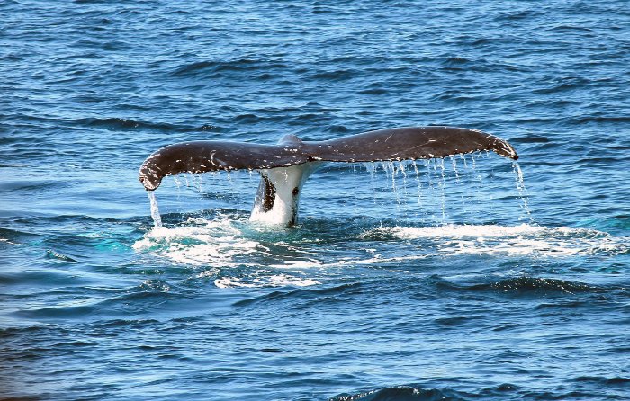 Impresionante toma de la cola de una ballena emergiendo del océano