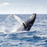 Imagen fresca de una ballena emergiendo del agua - fotos de ballenas