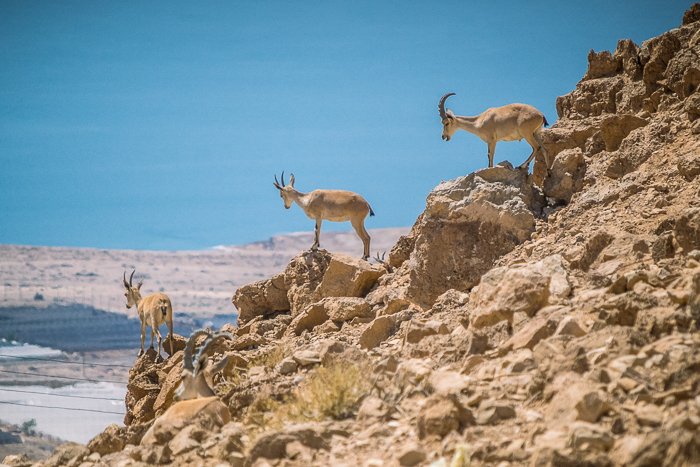 Una foto de vida silvestre de cabras montesas
